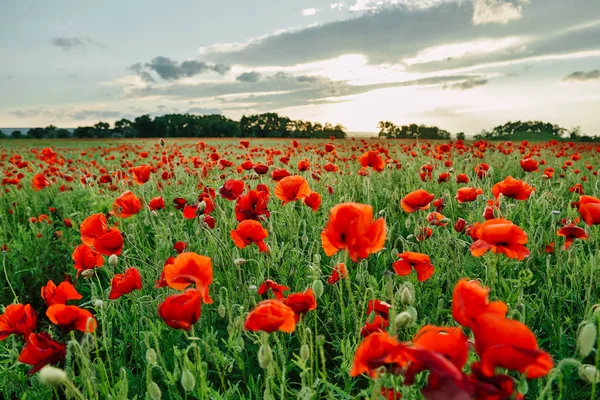 Campo de amapolas frescas al atardecer en el sur — Foto de Stock