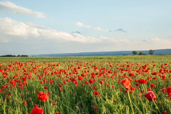 Flores de amapolas en los campos del sur de Rusia — Foto de Stock