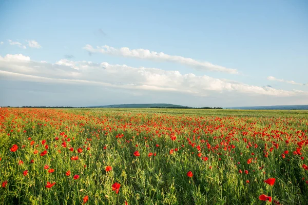 Flores de amapolas en los campos del sur de Rusia — Foto de Stock