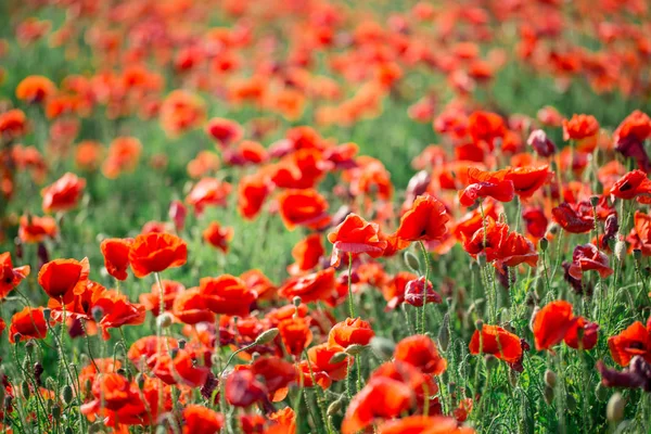 Flores de amapolas en los campos del sur de Rusia — Foto de Stock