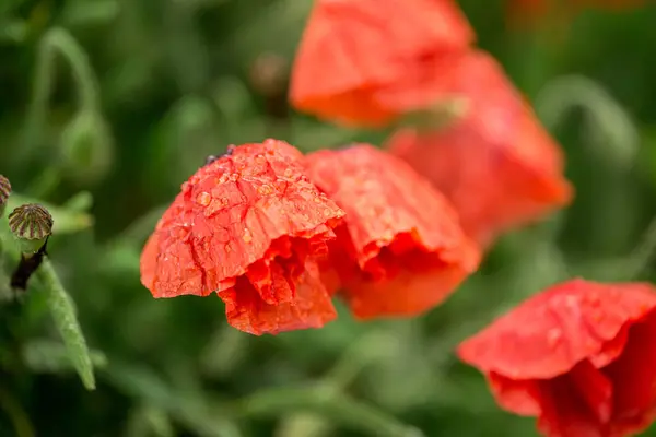 Brotes de amapola después de una lluvia en gotas de rocío — Foto de Stock