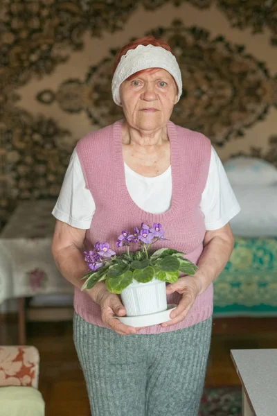 Pensionista Edad Avanzada Sosteniendo Una Olla Violetas —  Fotos de Stock