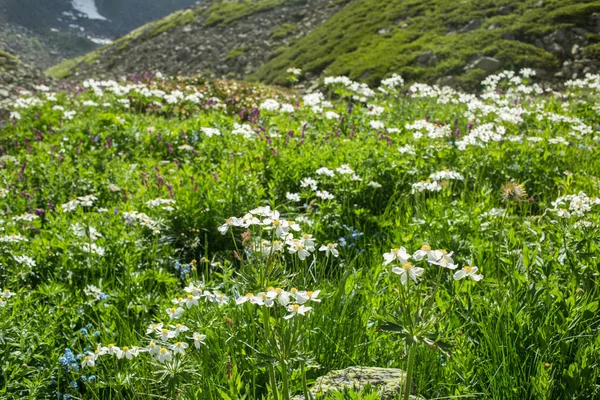Красиві Білі Квіти Влітку — стокове фото