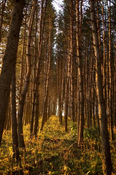 Χρυσό Ηλιοβασίλεμα Ένα Πευκόφυτο Δάσος — Φωτογραφία Αρχείου