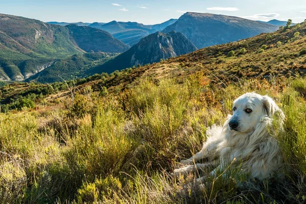 Great Pyrenees dog in the mountains — Stock Photo, Image