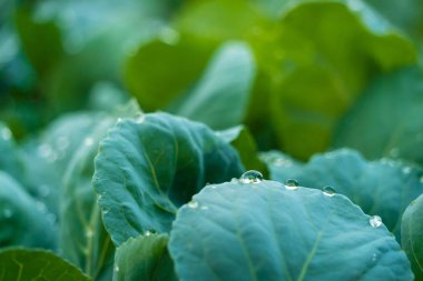 Organik lahana bitkileri su ile damla