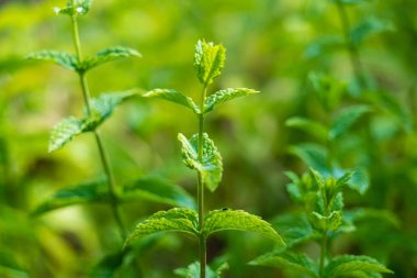 Organik nane bitkileri