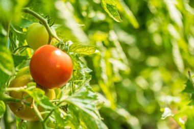 Organik domates Fransa