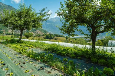 Fransa'da dağlarda organik bitkileri