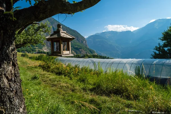 Vogelhuisje opknoping van een boom — Stockfoto