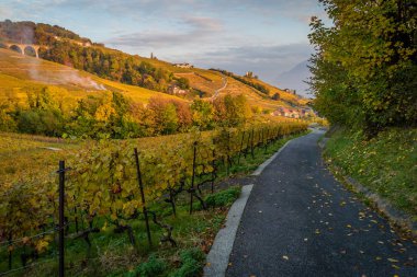 Üzüm bağları ve Lutry yolda