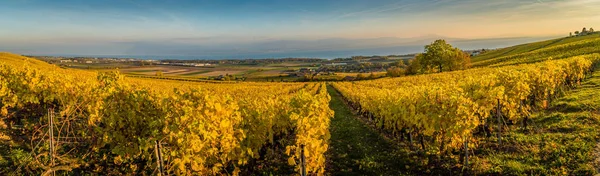 Panorama de vinhas e lago de Genebra — Fotografia de Stock