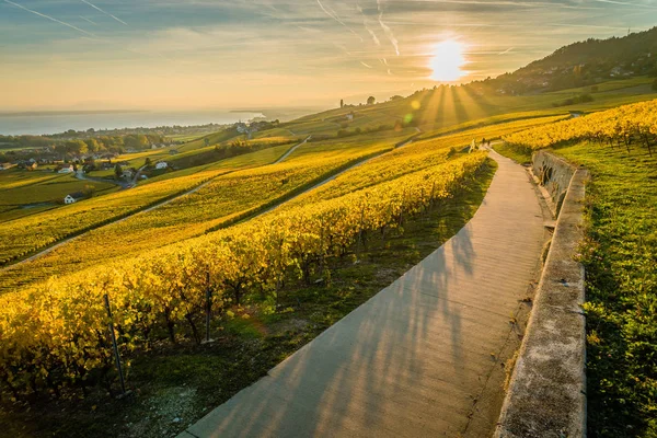 Panorama vinohradů a Ženevské jezero — Stock fotografie