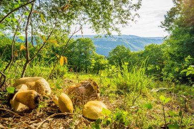 Cep mushroom picking in the mountains of France clipart