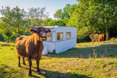 A cow mooing close to a caravan in a camping at the farm clipart