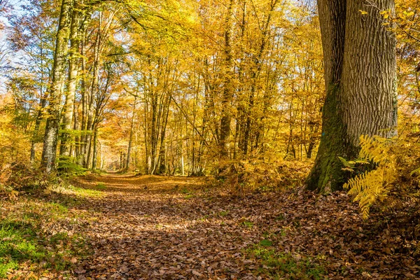 Caminhe Floresta Fontainebleau Outono França — Fotografia de Stock