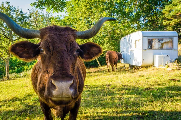 Nahaufnahme Einer Kuh Auf Einem Campingplatz — Stockfoto
