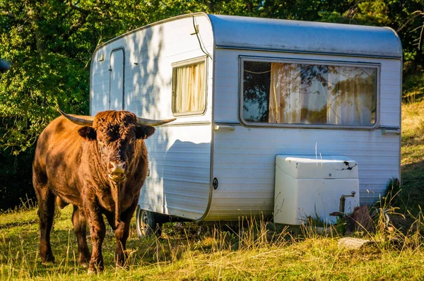 Bulle Steht Auf Einem Campingplatz Neben Einem Wohnwagen — Stockfoto