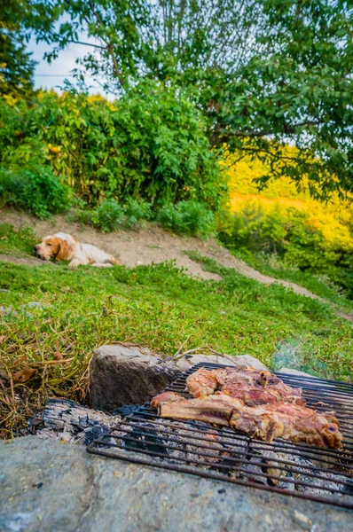 Собака Ждет Мяса Барбекю Закончить Приготовления Пищи — стоковое фото