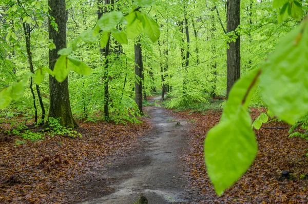 Sonra yağmur ilkbaharda Fontainebleau orman — Stok fotoğraf