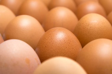 Beyaz arkaplanda yumurta izole