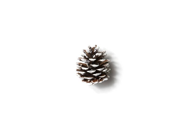 pine cone on white background