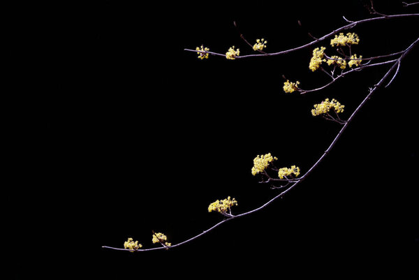 Cornus village of korea