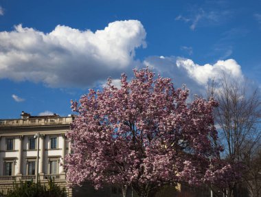 Manolya ağacı ve çiçekler.