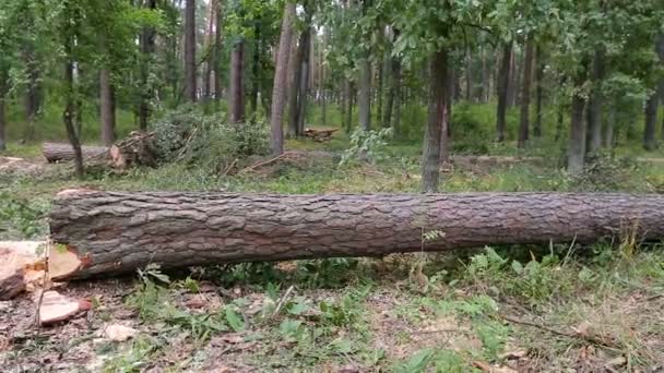 Un gran árbol caído yace en el bosque de otoño — Vídeo de stock