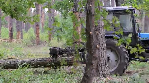 Arbres abattus sur tracteur dans la forêt — Video