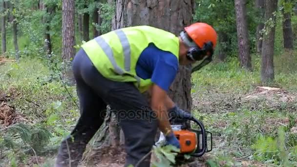 Man zaagmachines hout met kettingzaag — Stockvideo