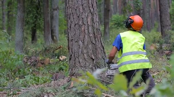 Baum mit Kettensäge gefällt, Baum fällt um — Stockvideo