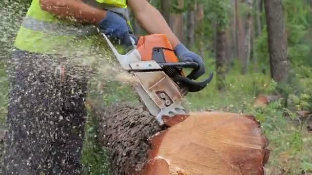 Деревообробний верстат розрізає стовбур дерева за допомогою бензопили перед транспортуванням. Падаюче дерево, що впало кілька хвилин тому готове до доставки — стокове відео