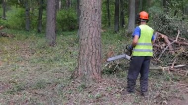 Bir logger bir Ladin büyük testere ile aşağı kesme işlemi. Her yerde kesiyor ve ağaç yakında yere düşecek. Yakın çekim vurdu