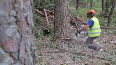 Oduncu logger işçi koruyucu dişli kesme yakacak odun ahşap ağaç chainsaw ile orman