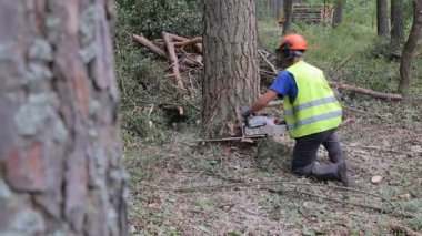 Bir adam ormandaki ağaç kesiyor. Ağaç yere düşüyor. Yakın çekim vurdu.