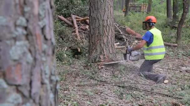 Trabajador maderero en equipo protector cortando leña árbol de madera en bosque con motosierra — Vídeo de stock