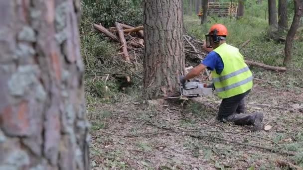 Een naaldboom valt na ingekrompen. Een houthakker snijdt grenen hout — Stockvideo