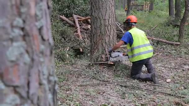 男は、森で木を切っています。木は、地面に落ちる。クローズ アップ ショット. — ストック動画