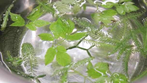Foto ravvicinata di chef che prende erba microverde con pinzette per cucinare in cucina. Vista dall'alto di diverse erbe verdi fresche che galleggiano in acqua trasparente trasparente — Video Stock