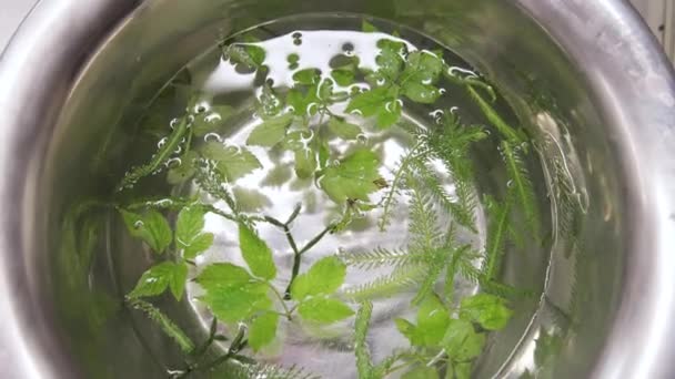 Primer plano varias hierbas verdes diferentes frescas flotando en agua transparente transparente. Vista superior del tazón de agua con hierbas aromáticas orgánicas, ingredientes de cocina — Vídeos de Stock