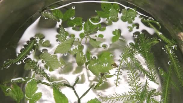 Verschillende soorten kruiden in een metalen kom. Rauwe kruiden in het water wachten op koken door chef-kok. Koken ingrediënten concept — Stockvideo