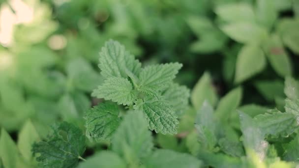 Man picking nettle with tweezers in the meadow. Stinging nettles swinging gently in a spring breeze — Stock Video