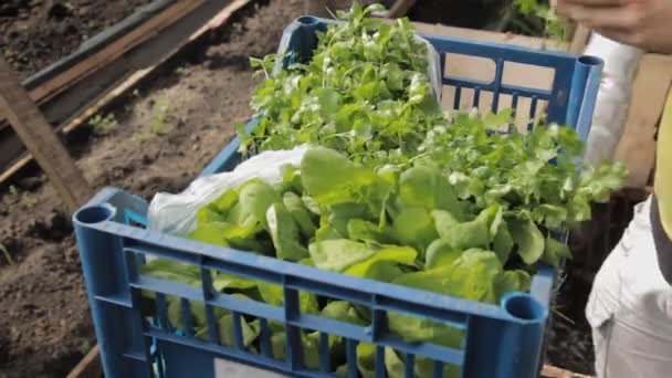 Un bouquet de persil vert cru et d'oseille. Les mains de garçon mettent des grappes vertes de persil et d'oseille dans le panier. Récolte de différentes herbes en serre — Video