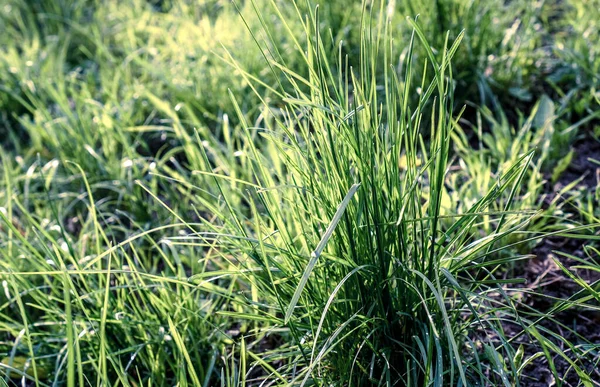 Yazın güneş altında yeşil yabani otlar