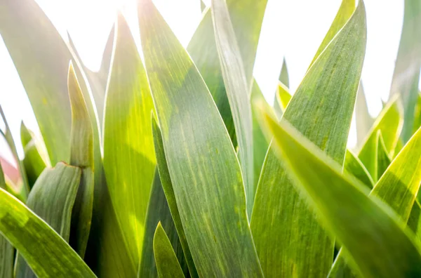 Doğal bitkinin bir parçası olarak uzun ince yeşil yapraklar