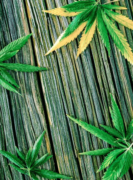 Eski ahşap arka planda birkaç yeşil taze kenevir yaprağı vardı.