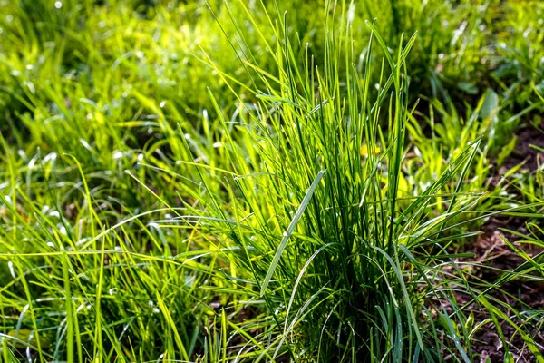 yeşil yabani ot desen ya da arkaplan olarak