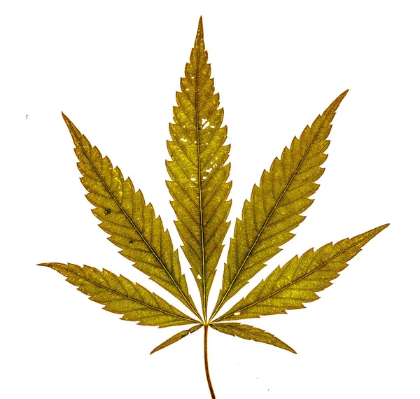 Beyaz arka planda yedi parmağı olan tek bir marihuana yaprağı.