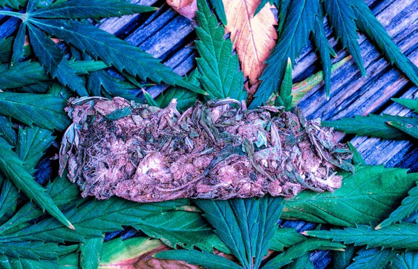 Kuru basılmış kenevir tomurcuğu taze kenevir bitkilerinin üzerinde yatıyordu